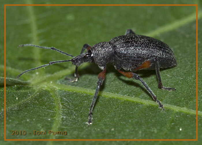 Otiorhynchus siciliano